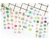 Pegatinas de Scrapbooking Kawaii de Plantas Succulentas en PVC Transparente 6 Hojas/Paquete Decoración para Diario y Papelería de Marca nbyinto - details 0