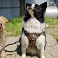 Correa de hierro a prueba de explosiones para el pecho de mascotas de metal, nailon grueso, espalda grande y mediana, espalda exterior - details 5