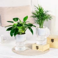 Flor hidropónica perezosa, absorción automática de agua, autorriego, planta de plástico ETA, decoración del jardín del hogar - details 3