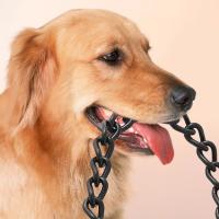 Correa ajustable duradera para perros, correa cómoda y transpirable para mascotas, cuerda de tracción reflectante impermeable para entrenamiento de gatos - details 10
