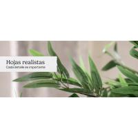 hojas bambu