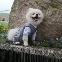 Traje de boda para perro, práctico y creativo, camisa Formal suave y lavable para mascotas, disfraz de cachorro y gato de 6 tamaños - details 9