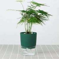 Vivero de doble capa verde, planta jugosa de alta calidad, plantación circular CA, jardinería ETA, decoración de escritorio - details 4