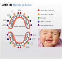PREMIER MARK- Caja De Dientes, Caja Para Dientes En Español De Leche, Caja De Madera Para Guardar Dientes - details 3