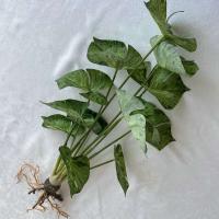 Boda falsa glicina plantas simuladas impresas en 3D, espalda de tortuga de plástico, hojas de manzana verde de bambú, decoración del hogar - details 30