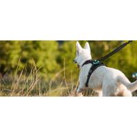 Arnes Perro Antitirones-Anillo Trasero para Todas las Ocasiones