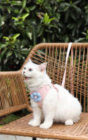 Correa de arnés para mascotas ajustable Set de correa de 1.2m para cachorros, gatos, perros franceses, chihuahuas Caminatas al aire libre - details 5