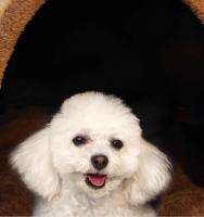 Cama cálida cerrada para perros pequeños y medianos, cueva impermeable plegable, casa extraíble, nido para gatos, cesta, suministros para mascotas - details 3