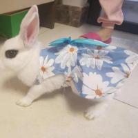 vestido de conejo con corbata para mascotas hermoso para verano vestido de fiesta para pequeños animales de estilo casual - details 1