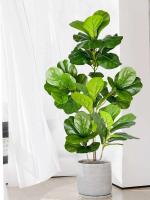 Gran Árbol de Figaro Artificial Hojas de Pizca de Goma para Jardín Interior y Exterior - details 3