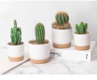 Riego automático ETA, absorción automática de luz, ETE jugoso redondo de doble capa, ETA pequeña de planta verde - details 1