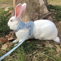 Juego de Arneses y Correa para Conejo Accesorios de Mascota para Paseos al Aire Libre - details 5