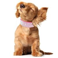 perro imitación suaves, Collar ancho cristal ostentoso mascotas, collares de gamuza con diamantes ustables para perros pequeños, - details 11