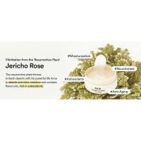 Jericho Rose