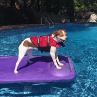 Chaleco de Seguridad Ajustable para Perros Fácil de Usar con Cinturón Reflectante para Natación Ideal para Salvación de Mascotas - details 6