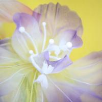 Iris Artificial de 60cm, gasa gigante, cabeza de flor grande, Iris simulado, paisajismo de boda, pétalos esponjosos, flor de hilo, adorno espacial - details 5