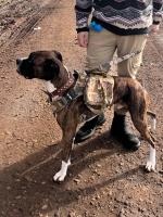 Correa Táctica Grande para Perros Equipo de Entrenamiento para Mascotas Militares para Caminar y Senderismo Seguro y Táctico - details 0
