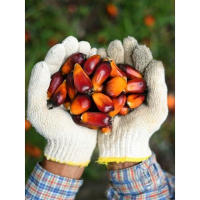100%Pure and Natural Batana Oil
