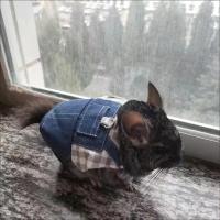 Disfraz de Conejo de Denim Correa con Hebilla para Mascotas Pequeñas Accesorios para Mascotas de Guinea Pig - details 10