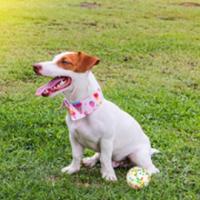 Pelota de juguete para perros.