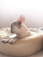 Camas redondas para mascotas, alfombrilla de tela suave para perros y gatos con almohada, cojines para dormir para animales, sofá para cachorros, casa para gatos pequeños, accesorios para perros - details 7