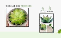 PLANTA