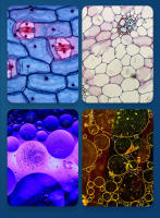 Microscopio De Bolsillo Para Niños, Kit De Juguete Científico 60-120x, Mini Microscopio Educativo De Mano Con Luz LED - details 6