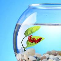 Decoración de Acuario Betta Hoja de Descanso de Pescado en Forma de Beta - details 2