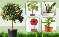 Juego de protectores de rejilla para macetas antideslizantes para interiores y exteriores, máquina para plantar flores, cubierta de suelo, con 8 plantas de madera, 4 Uds. - details 5