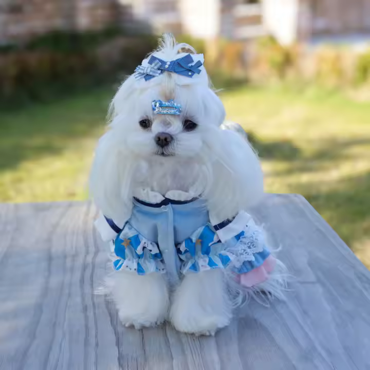 Ropa para perros Vestidos para mascotas Perros pequeños - 1