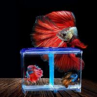 Caja de aislamiento transparente de plástico Betta para pecera con hierba de agua, rejilla única/doble, cría de peces - details 2