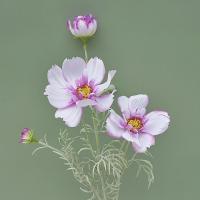 Rama de flor de Cosmos Artificial de lujo, simulación realista de plástico, crisantemo, flor falsa elegante hecha a mano - details 5