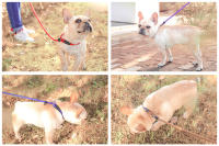 HOOPET-Cadena de cuerda de tracción para perro, Collar de perro grande, Correa cómoda de Material de nailon, 5 colores, productos para mascotas - details 9