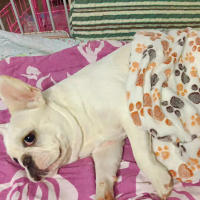 Manta Caliente Para Perros Y Gatos Pequeños Y Grandes Con Estampado De Manos Sofá Cama Para Yorkshire Golden Retriever Algodón De Corallo Suave Accesorios Para Mascotas - details 17