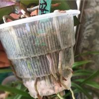 Maceta transparente de orquídeas de 10/12/15cm, macetas de orquídeas transpirables ranuradas de plástico, macetas para plantas, decoraciones de jardín y jardín - details 13
