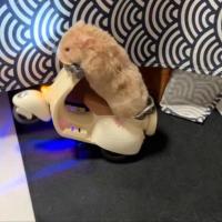 Mini Scooter Eléctrico de iluminación para acrobacias, motocicleta, suministros para mascotas, juguete para hámster - details 5