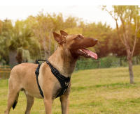 TRUE LOVE-arnés reflectante de nailon para mascotas, ajustable, cómodo, Control, sin tirones, Truelove, TLH5654 - details 13
