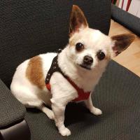 Lindo arnés perros pequeños chaleco suave cachorro pequeño gato Collar mascotas pecho de cuero para Chihuahua Yorkie maltés - details 4