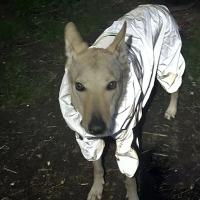 Chaqueta impermeable para perros Reflectante Solar para exteriores Ropa de abrigo para perros pequeños medianos y grandes - details 12