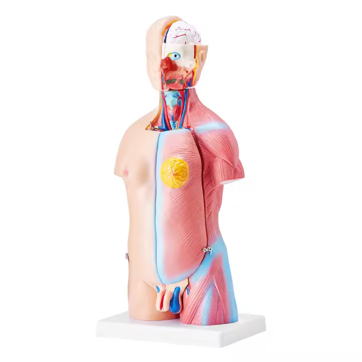 SucceBuy Modelo de cuerpo humano de 18 pulgadas, torso anatómico de 23 partes con órganos extraíbles, herramienta de enseñanza educativa unisex para aprendizaje y exhibición de ciencias - 1