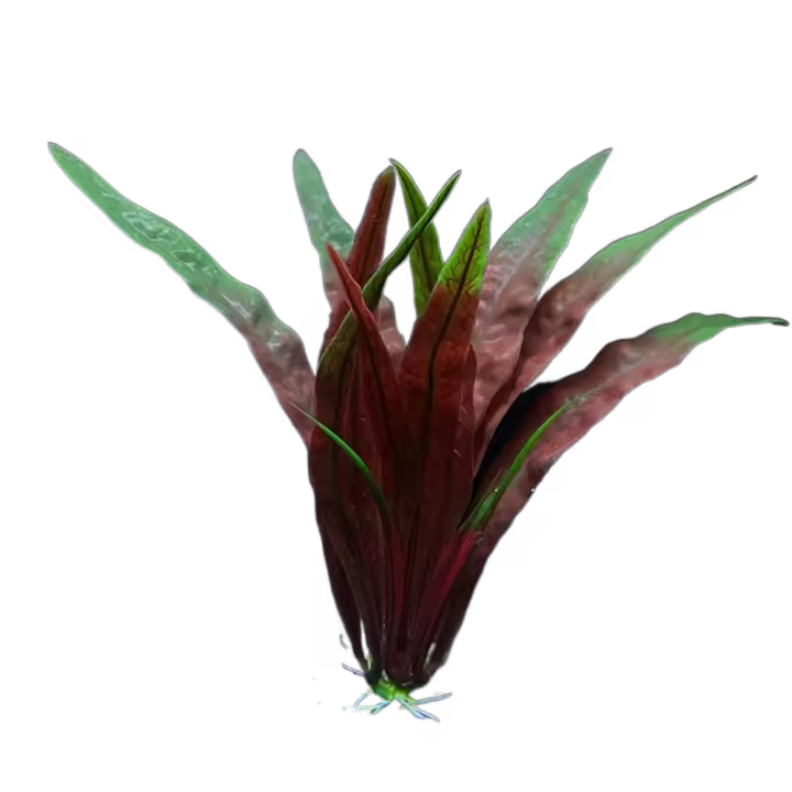 Hierba de agua de simulación de 18cm, hierba de agua acuática de plástico decorativa, adornos de algas marinas realistas, Adorno para acuario, planta, pecera - 1