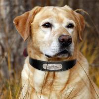 Juego auténtico perros, collares personalizados de cuero genuino mascotas, correas personalizadas para perros pequeños, medianos - details 13