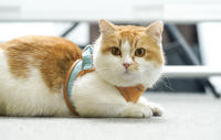 HOOPET-Chaleco con correa para gato, arnés ajustable de malla transpirable para exteriores, tirantes para el pecho, Collar impermeable - details 10