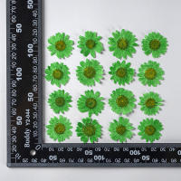 Juego de 12 Uds. De flores secas naturales de 2,5-4cm para rellenos de funda de teléfono DIY, flor de crisantemo de cristal prensado, decoraciones artísticas para uñas - details 21
