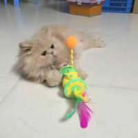 Juguete creativo y atractivo para gatos, juguete único y divertido para morder, pelota de plástico con plumas, pelota interactiva para gatitos - details 3
