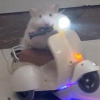 Mini Scooter Eléctrico de iluminación para acrobacias, motocicleta, suministros para mascotas, juguete para hámster - details 6