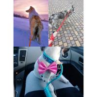 Productos mascotas, perro, reflectante nailon cachorro, cuerda gato, Chihuahua, conjunto correa Collar mascota, correas para - details 23