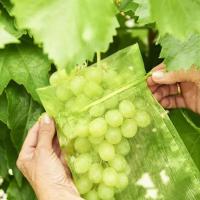 50pcs-Grape-Protection-Strawbe