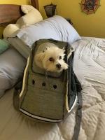 Mochila para perros, bolsa de transporte portátil para perros al aire libre, transpirable, suministros de transporte para mascotas - details 1