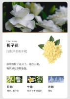Osmanthus montado aromaterapia expansor perfume aire acondicionado salida de automóvil 2025 nueva decoración interior del coche para niñas - details 16